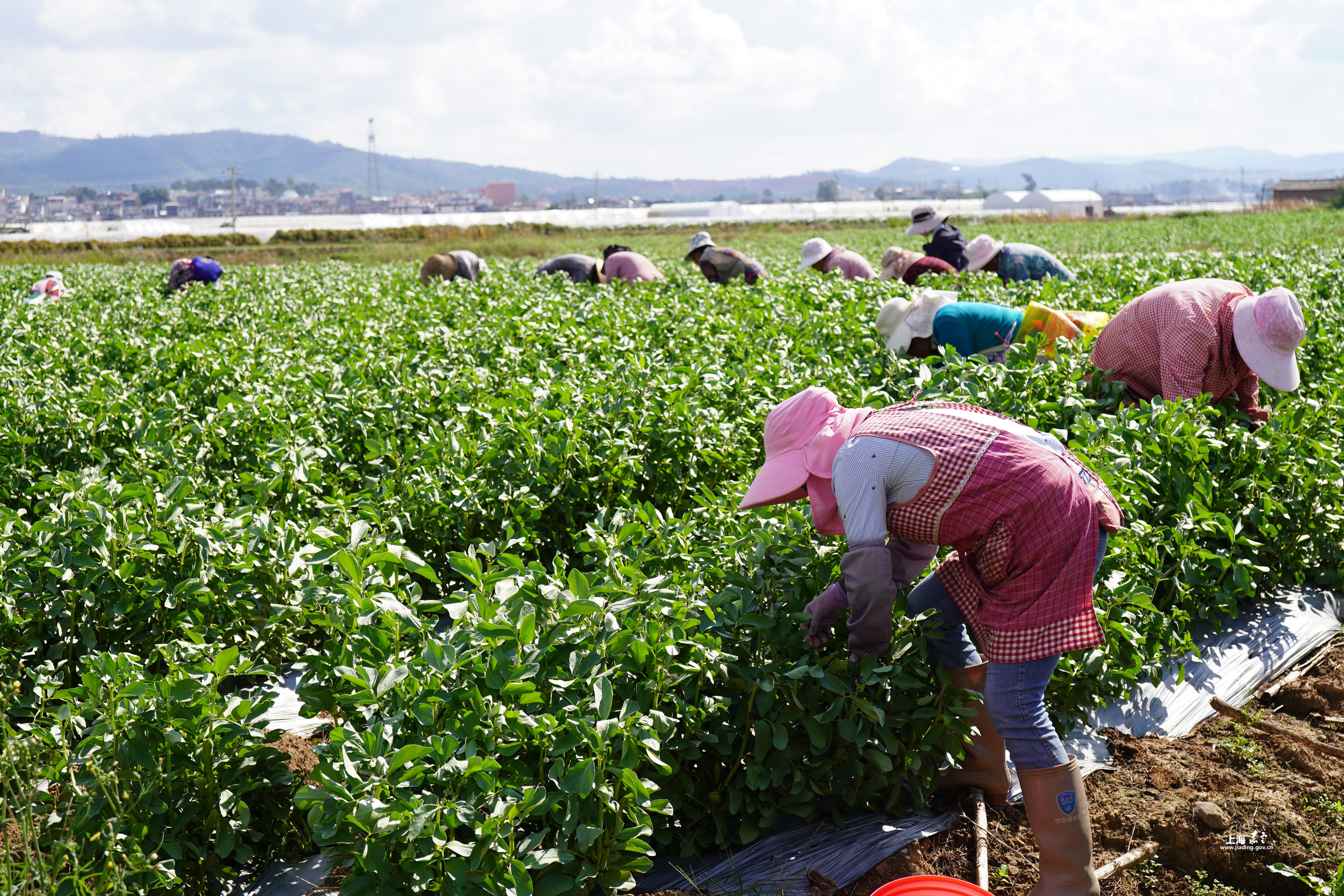 跨越山海的嘉定答卷——2025年度嘉定区东西部协作和对口支援工作典型案例一  