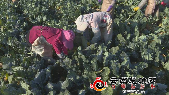 沪滇协作谱新曲 西兰花摇身变“致富花”