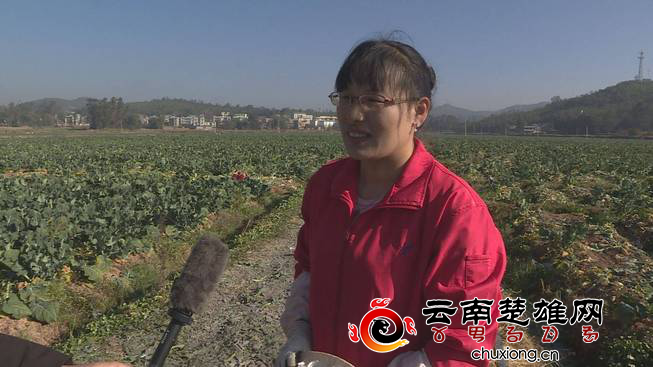 沪滇协作谱新曲 西兰花摇身变“致富花”