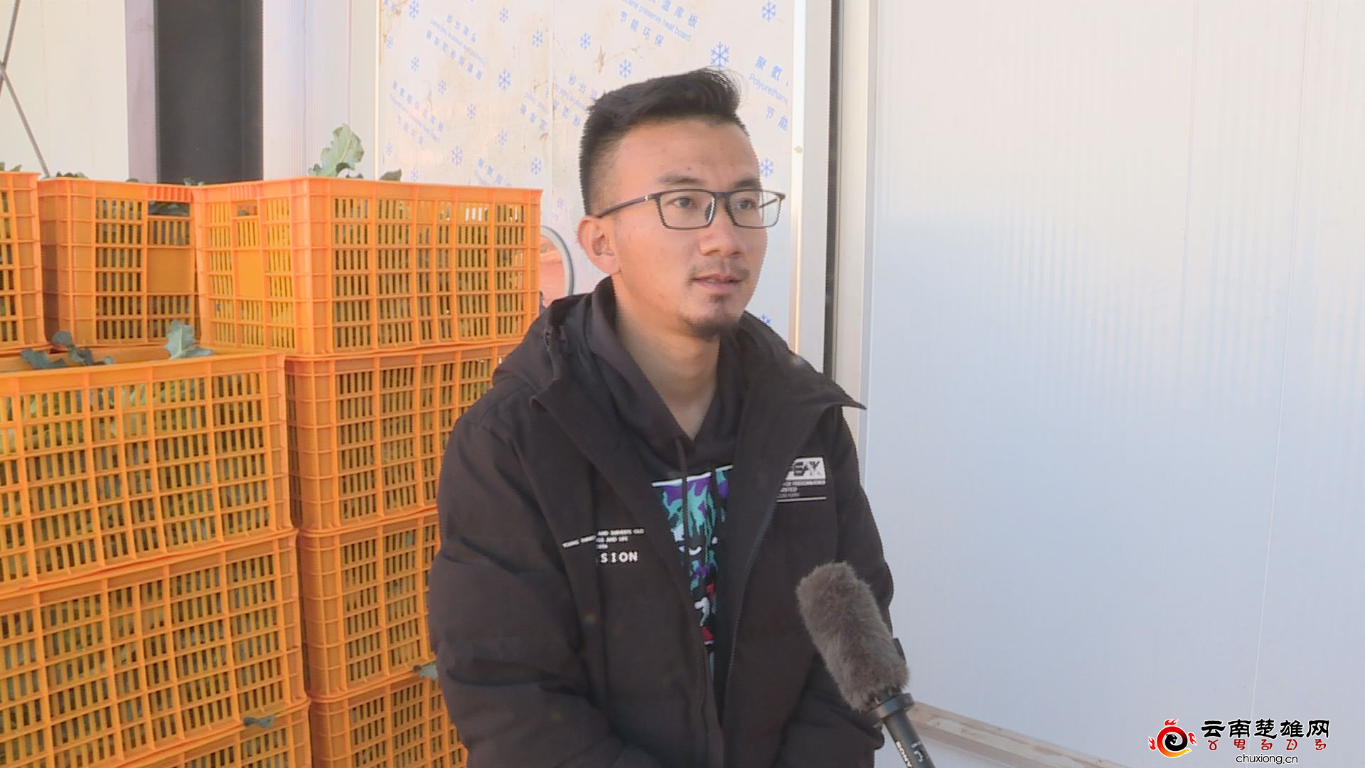 沪滇协作谱新曲 西兰花摇身变“致富花”