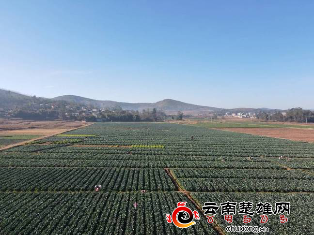 沪滇协作谱新曲 西兰花摇身变“致富花”