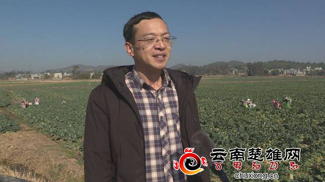 沪滇协作谱新曲 西兰花摇身变“致富花”