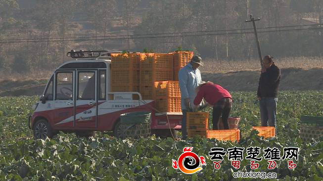 沪滇协作谱新曲 西兰花摇身变“致富花”